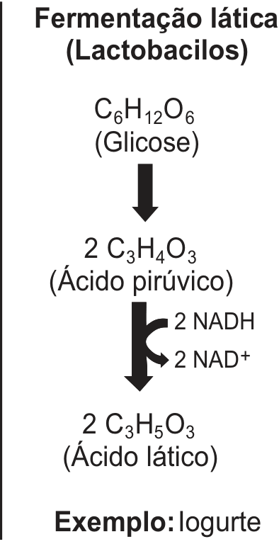 Esquema da fermentação lática por lactobacilos: glicose (C₆H₁₂O₆) transforma-se em 2 moléculas de ácido pirúvico (C₃H₄O₃), que dão origem a 2 moléculas de ácido lático (C₃H₅O₃). Nessa etapa, há conversão de 2 NADH em 2 NAD⁺. Exemplo: iogurte.
