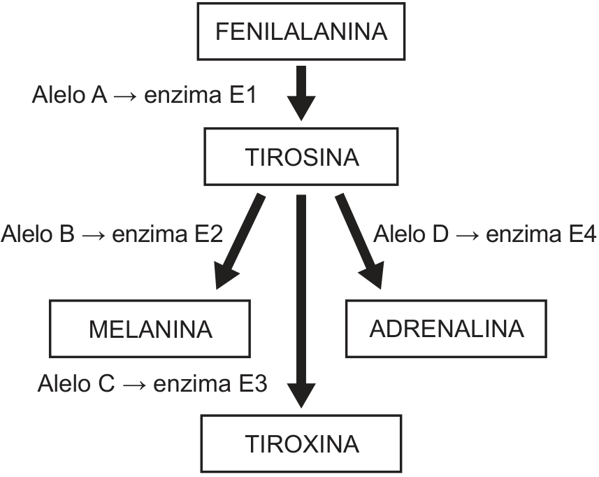 Esquema metabólico: a fenilalanina é transformada em tirosina pela enzima E1, associada ao alelo A. A partir da tirosina, a enzima E2, associada ao alelo B, produz melanina; a enzima E3, associada ao alelo C, produz tiroxina; e a enzima E4, associada ao alelo D, produz adrenalina.