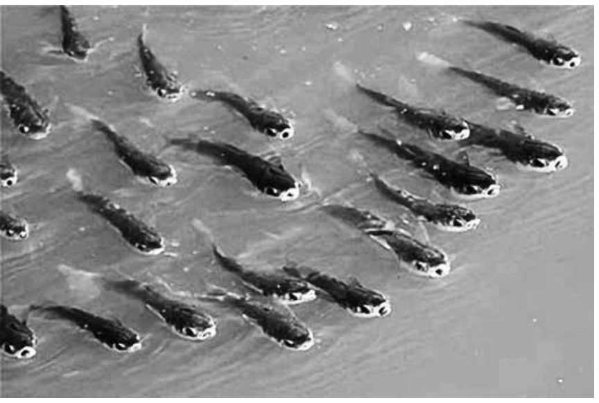 Vários peixes nadando na superfície de uma água turva, com as bocas abertas voltadas para cima, na interface com o ar.