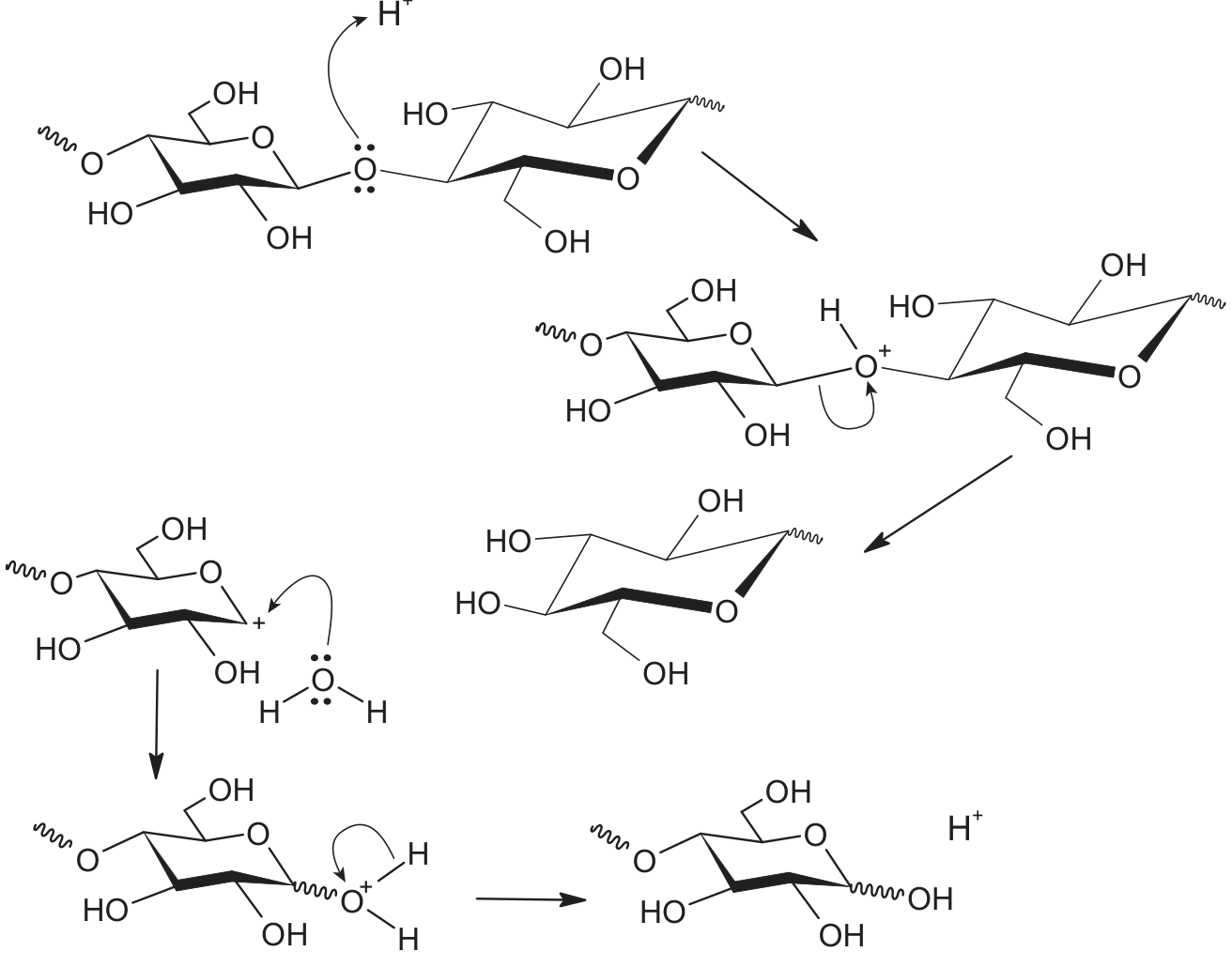 Esquema do mecanismo da hidrólise de polissacarídeos catalisada em meio ácido, mostrando a protonação da ligação glicosídica pelo íon H+, cisão da ligação, ataque nucleofílico da água e regeneração final do íon H+.
