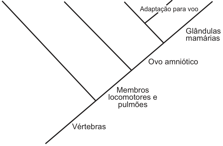 F1 Cladograma de cinco grupos de vertebrados, cujos ramos superiores correspondem, da esquerda para a direita, a sardinha, sapo, jacaré, pardal e coelho. Ao longo do ramo principal aparecem as características vértebras, membros locomotores e pulmões, ovo amniótico e glândulas mamárias; no ramo do pardal, adaptação para voo.