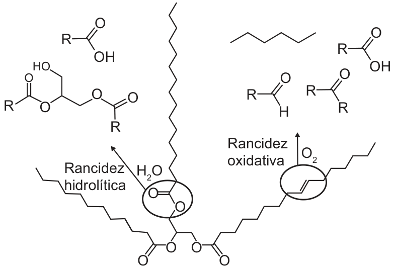 Esquema da degradação de um triacilglicerol por meio de rancidez hidrolítica (formando ácido carboxílico e diacilglicerol) e rancidez oxidativa (formando alcano, ácido carboxílico, aldeído e cetona).