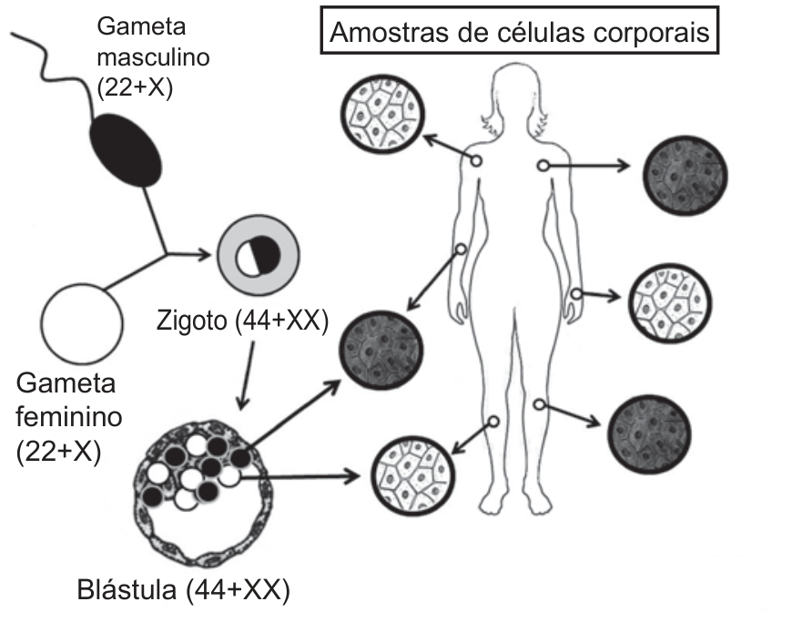Esquema mostrando a fertilização entre gameta masculino (22+X) e feminino (22+X) formando o zigoto (44+XX), que se desenvolve em blástula (44+XX) com diferenciação celular. A partir dela, são indicadas amostras de células corporais distribuídas pelo corpo de uma mulher, representadas em círculos claros e escuros.