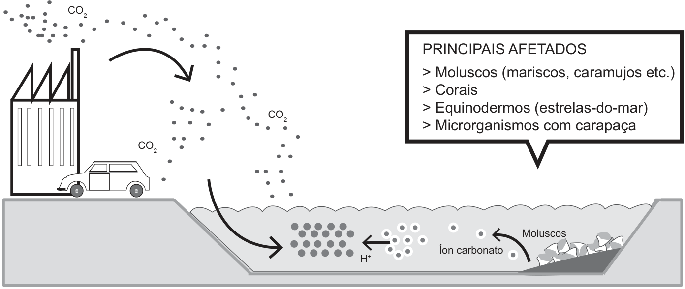 Infográfico ilustrando a acidificação dos oceanos: à esquerda, uma indústria e um automóvel emitem dióxido de carbono (CO2) na atmosfera, que entra em contato e se dissolve na água do mar. Na água, há a formação de íons H+ que interagem com íons carbonato, diminuindo sua disponibilidade para moluscos. Um balão explicativo no canto superior direito indica: 'PRINCIPAIS AFETADOS: > Moluscos (mariscos, caramujos etc.); > Corais; > Equinodermos (estrelas-do-mar); > Microrganismos com carapaça'.