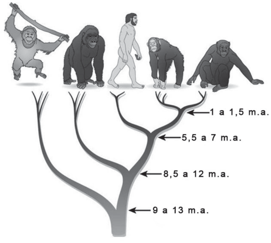 Árvore filogenética da família Hominidae com cinco espécies ilustradas no topo, da esquerda para a direita: orangotango, gorila, ser humano, chimpanzé e bonobo. A árvore apresenta quatro nós com estimativas de divergência temporal: há 9 a 13 m.a. ocorre a divergência do orangotango; há 8,5 a 12 m.a., a do gorila; há 5,5 a 7 m.a., a divergência entre a linhagem humana e o ramo que dá origem aos chimpanzés e bonobos; e há 1 a 1,5 m.a., a divergência entre chimpanzé e bonobo.