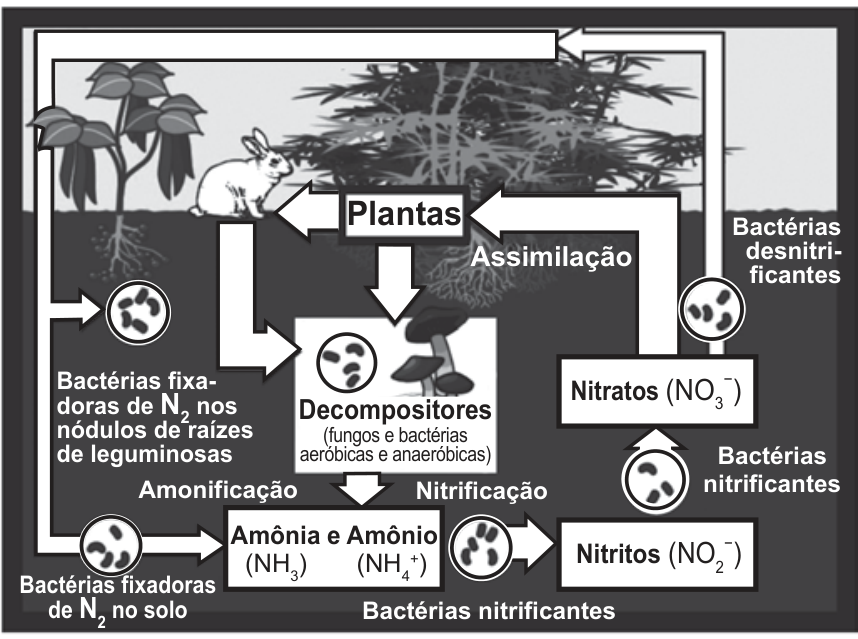 Esquema ilustrando o ciclo biogeoquímico do nitrogênio, mostrando a atmosfera, vegetação, animais e o solo. As etapas incluem: bactérias fixadoras de N₂ nos nódulos de leguminosas e no solo, decompositores (fungos e bactérias) promovendo amonificação para formar amônia (NH₃) e amônio (NH₄⁺), bactérias nitrificantes oxidando amônia/amônio a nitritos (NO₂⁻) e depois a nitratos (NO₃⁻), assimilação de nitratos pelas plantas e atuação de bactérias desnitrificantes liberando N₂ para a atmosfera.