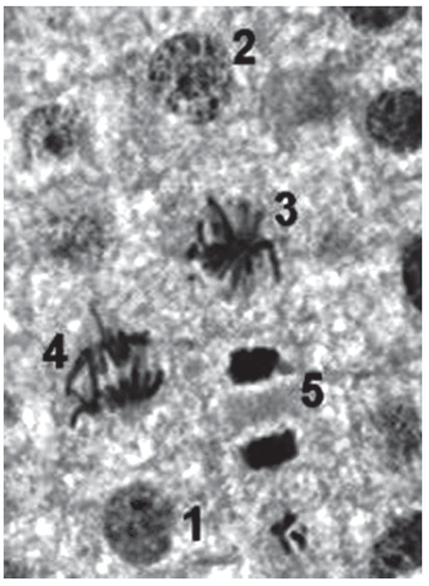 Micrografia de células de raiz de cebola vistas ao microscópio, indicando cinco fases do ciclo celular identificadas pelos números de 1 a 5.