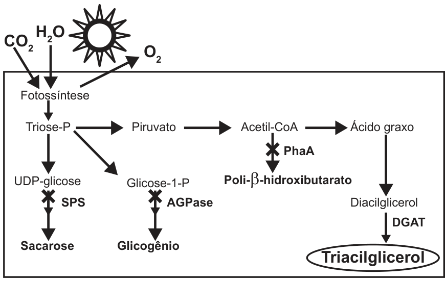 Esquema da via metabólica modificada em cianobactéria para produção de triacilglicerol a partir de CO2 e H2O via fotossíntese, mostrando vias bloqueadas de síntese de sacarose, glicogênio e poli-β-hidroxibuturato.