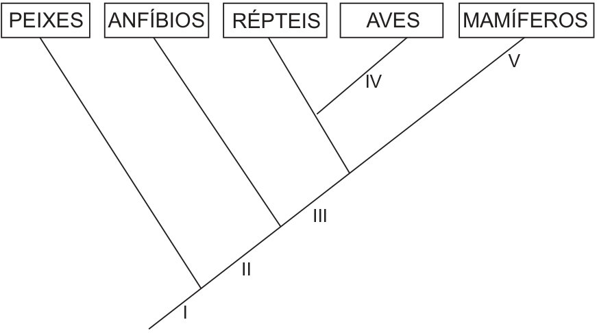 Cladograma dos vertebrados com os grupos PEIXES, ANFÍBIOS, RÉPTEIS, AVES e MAMÍFEROS em caixas no topo. A linha principal parte da base e segue até MAMÍFEROS, com ramificações sucessivas para PEIXES, ANFÍBIOS e para o ramo que se divide em RÉPTEIS e AVES. A indicação I está na base, antes da ramificação dos peixes; II está entre as ramificações dos peixes e dos anfíbios; III está entre a ramificação dos anfíbios e a do ramo de répteis e aves; IV está no ramo das aves; V está no ramo dos mamíferos.