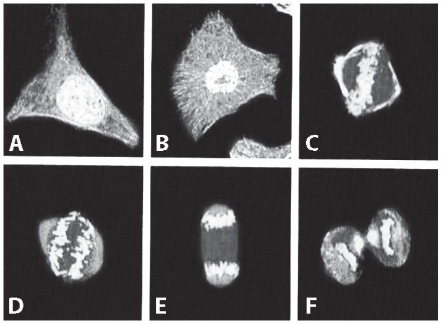Seis micrografias de microscopia confocal de varredura a laser identificadas pelas letras de A a F, mostrando sucessivas fases do ciclo celular e mitose, com o material genético brilhando em branco: A e B em interfase, C e D em prófase/prometáfase com cromossomos condensando-se, E em anáfase com cromátides irmãs separadas nos polos, e F em telófase/citocinese.
