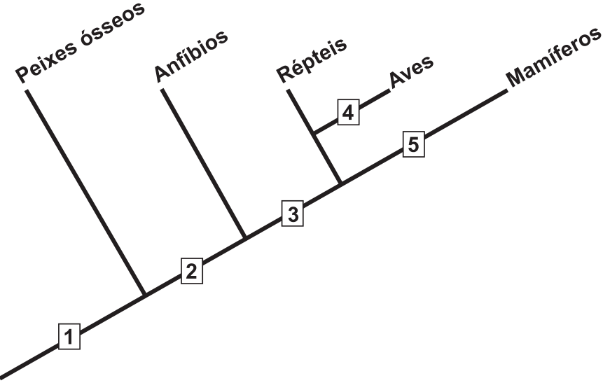 Cladograma dos grupos Peixes ósseos, Anfíbios, Répteis, Aves e Mamíferos. Uma linha principal ascendente ramifica-se sucessivamente para Peixes ósseos, Anfíbios e o ramo que se divide em Répteis e Aves, terminando em Mamíferos. Os números em caixas indicam posições nos ramos: 1 antes da ramificação dos Peixes ósseos; 2 entre as ramificações dos Peixes ósseos e dos Anfíbios; 3 entre a ramificação dos Anfíbios e a do grupo Répteis e Aves; 4 no ramo das Aves, após sua separação dos Répteis; 5 no ramo dos Mamíferos, após a separação do grupo Répteis e Aves.