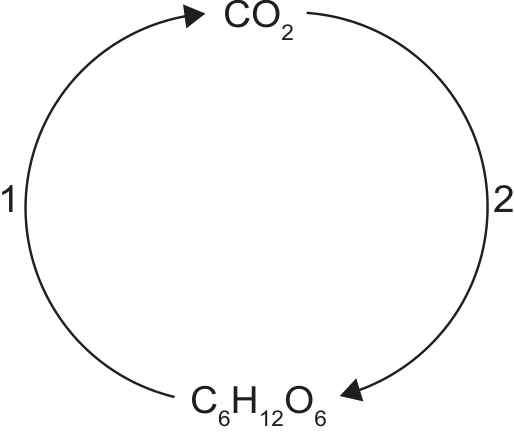 Esquema circular com  na parte superior e  na parte inferior. Uma seta curva à esquerda, identificada pelo número 1, vai de  para . Uma seta curva à direita, identificada pelo número 2, vai de  para .
