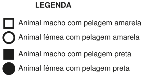 Legenda: quadrado branco indica animal macho com pelagem amarela; círculo branco indica animal fêmea com pelagem amarela; quadrado preto indica animal macho com pelagem preta; círculo preto indica animal fêmea com pelagem preta.