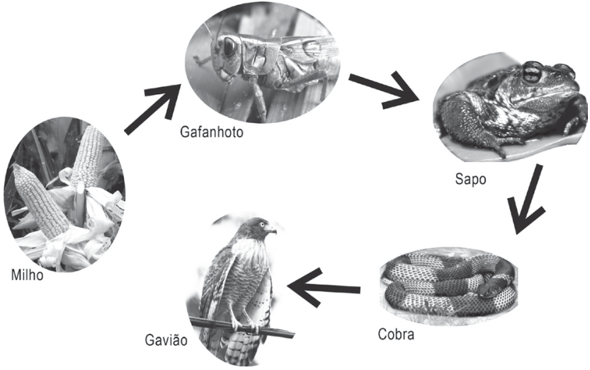 Cadeia alimentar representada por fotografias de milho, gafanhoto, sapo, cobra e gavião, identificados pelos rótulos “Milho”, “Gafanhoto”, “Sapo”, “Cobra” e “Gavião”. Setas indicam a sequência: milho → gafanhoto → sapo → cobra → gavião.