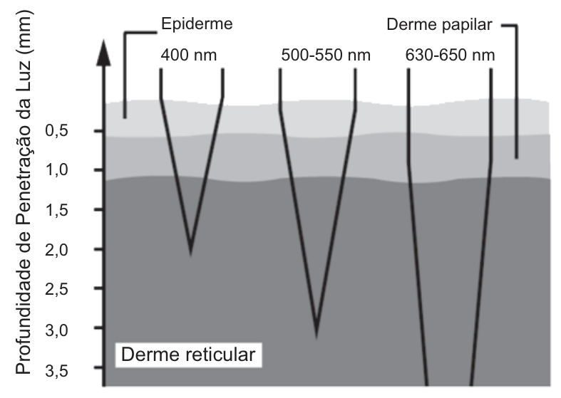 F1 Gráfico ilustrando as camadas da pele (epiderme, derme papilar e derme reticular) e a profundidade de penetração da luz em milímetros (mm) no eixo vertical, variando de 0,5 a 3,5 mm, para três faixas de comprimento de onda da luz incidente: 400 nm penetra até cerca de 2,0 mm; 500-550 nm penetra até cerca de 3,0 mm; e 630-650 nm penetra além de 3,5 mm.