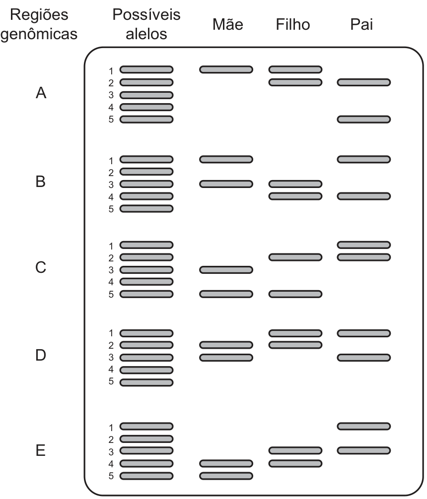 F1 Esquema de eletroforese mostrando o perfil de bandas das regiões genômicas de A a E para os possíveis alelos (1 a 5), a mãe, o filho e o pai.