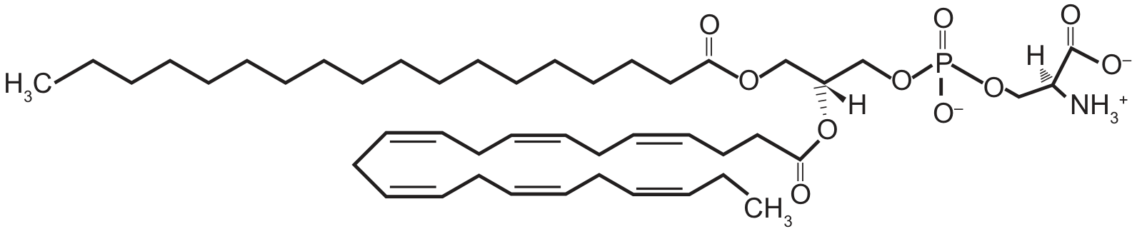 Estrutura química molecular da fosfatidilserina, destacando duas cadeias acila ligadas ao glicerol (uma saturada e uma poli-insaturada), o grupo fosfato com carga negativa e o resíduo de serina contendo um grupo carboxilato com carga negativa e um grupo amônio com carga positiva.
