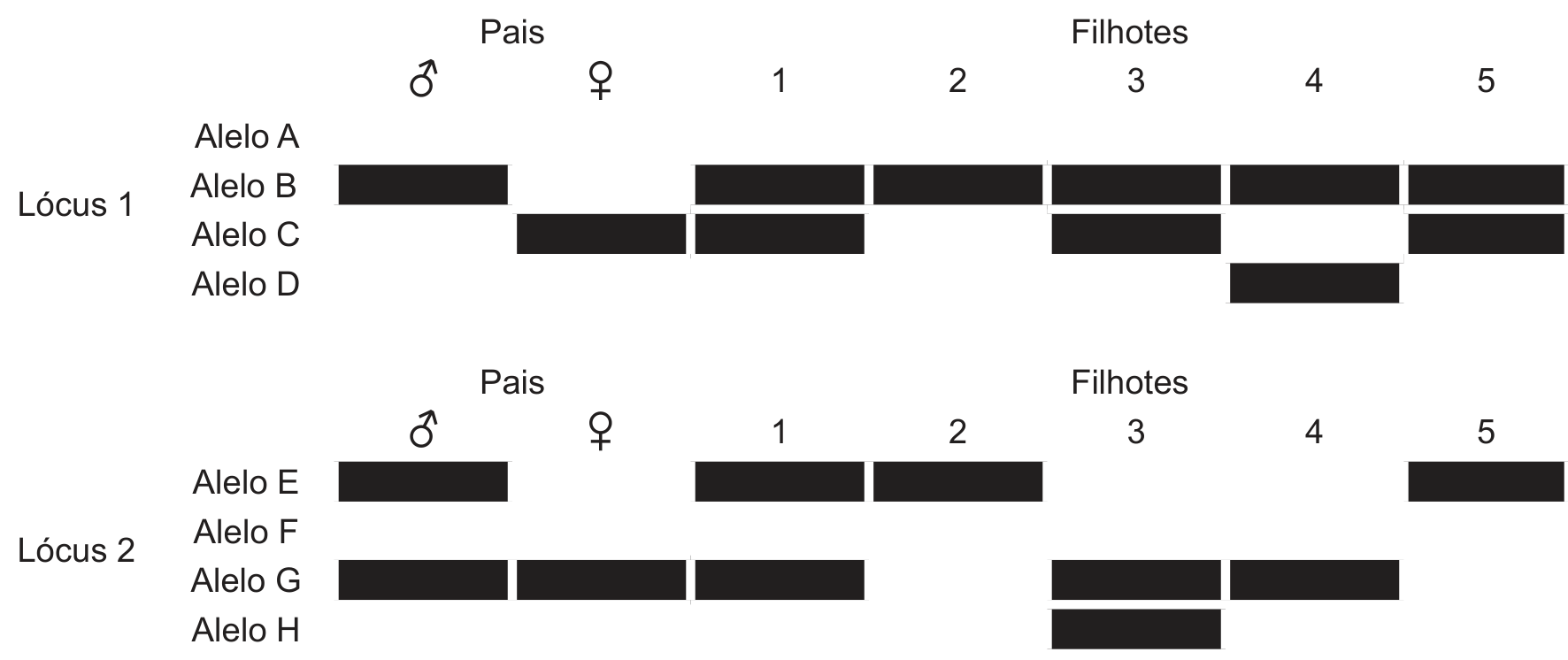 Padrões de bandas de eletroforese em gel para os lócus 1 e 2 dos pais e de cinco filhotes.