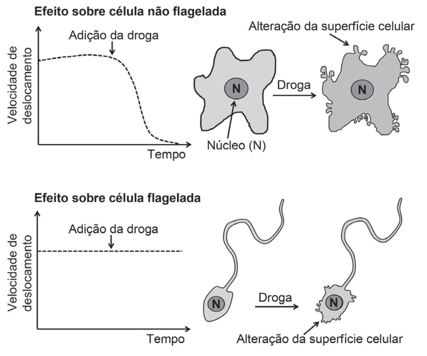F1 Gráficos e ilustrações mostrando o efeito da adição de uma droga antitumoral sobre células. Na parte superior, para a célula não flagelada, o gráfico de Velocidade de deslocamento por Tempo mostra uma queda acentuada após a adição da droga até quase zero, acompanhado de uma ilustração da célula que apresenta alteração na sua superfície após a droga. Na parte inferior, para a célula flagelada, o gráfico mostra que a velocidade de deslocamento se mantém constante após a adição da droga, e a ilustração mostra que o corpo celular sofre alteração da superfície, enquanto o flagelo permanece inalterado.