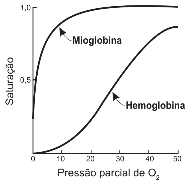 Gráfico de curvas de saturação em função da pressão parcial de oxigênio (O₂), com a curva da mioglobina hiperbólica atingindo saturação máxima em baixas pressões e a da hemoglobina sigmoidal atingindo saturação em pressões mais elevadas.