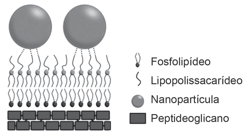 Esquema da interação de duas nanopartículas esféricas com a superfície bacteriana, detalhando com legenda os componentes: fosfolipídeo, lipopolissacarídeo, nanopartícula e peptideoglicano.