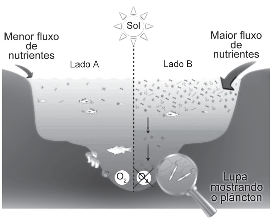 Esquema comparativo entre duas condições em um corpo d'água sob o Sol, dividido em Lado A e Lado B. No Lado A, com 'Menor fluxo de nutrientes', há peixes distribuídos na coluna d'água e a indicação de presença de 'O2' no fundo. No Lado B, com 'Maior fluxo de nutrientes', há grande proliferação de microrganismos na superfície (destacados por uma 'Lupa mostrando o plâncton'), setas indicando sedimentação de matéria orgânica para o fundo e o símbolo 'O2' riscado por um X, indicando a ausência de oxigênio.
