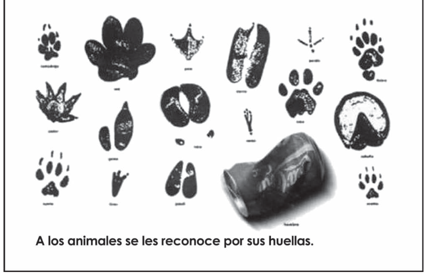 Cartaz com diversas pegadas de diferentes animais identificados por seus nomes e, entre elas, uma lata de refrigerante amassada identificada com a palavra "hombre". Abaixo, lê-se a frase: "A los animales se les reconoce por sus huellas."