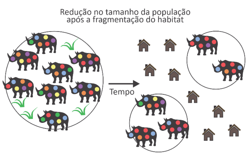 F1 Esquema intitulado "Redução no tamanho da população após a fragmentação do habitat". À esquerda, uma população diversa de vários rinocerontes, com pontos de diversas cores pelo corpo (azul, amarelo, verde, vermelho, roxo), habita uma mesma área circular. Uma seta com a indicação "Tempo" aponta para a direita, onde construções humanas (casas) dividem a região, resultando em duas subpopulações menores e isoladas, com menor número de indivíduos e perda de diversidade nas cores das manchas.
