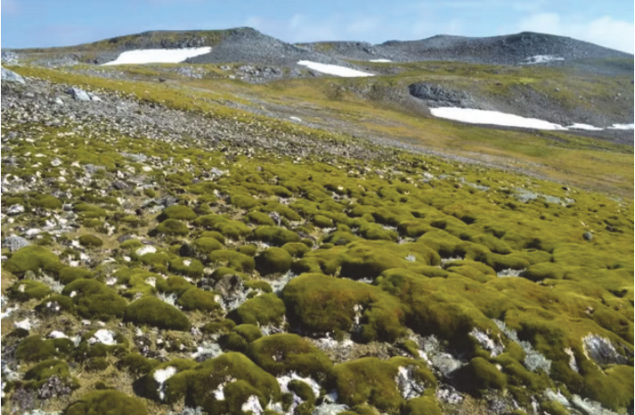 Fotografia de uma encosta na Ilha Ardley com ampla cobertura de musgos verdes sobre o solo rochoso e algumas manchas de neve ao fundo.