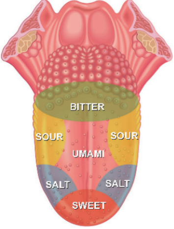 Diagrama de uma língua humana com diferentes regiões coloridas indicando os sabores: Bitter na parte posterior, Sour nas laterais intermediárias, Umami no centro, Salt nas laterais anteriores e Sweet na ponta da língua.