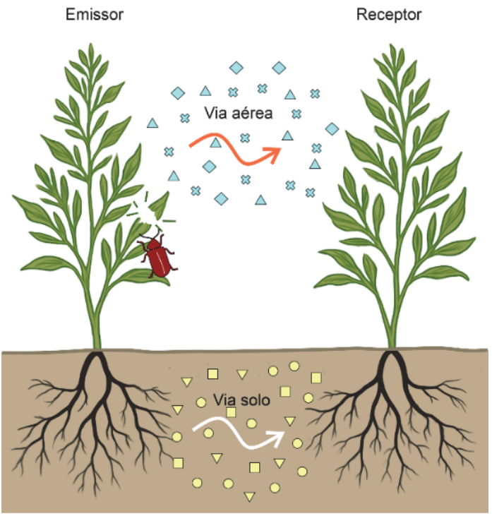Esquema ilustrando a comunicação entre duas plantas: à esquerda, a planta emissora é atacada por um inseto; à direita, a planta receptora. Na parte superior, pequenas formas geométricas e uma seta curva indicam o transporte de moléculas por "Via aérea". Na parte inferior, na região do solo e entre as raízes, outras formas geométricas e uma seta curva indicam o transporte de moléculas por "Via solo".