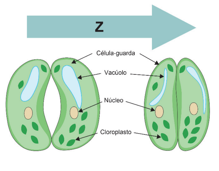 Ilustração representando a transição de um estômato aberto (à esquerda) para fechado (à direita), indicada por uma seta horizontal rotulada com a letra Z. Na imagem, estão apontadas com setas as estruturas: célula-guarda, vacúolo, núcleo e cloroplasto.