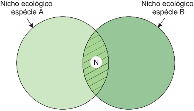Diagrama com dois círculos verdes parcialmente sobrepostos. Uma seta com o rótulo “Nicho ecológico espécie A” aponta para o círculo à esquerda, e outra, com o rótulo “Nicho ecológico espécie B”, aponta para o círculo à direita. A região de interseção dos círculos está hachurada e identificada pela letra N.