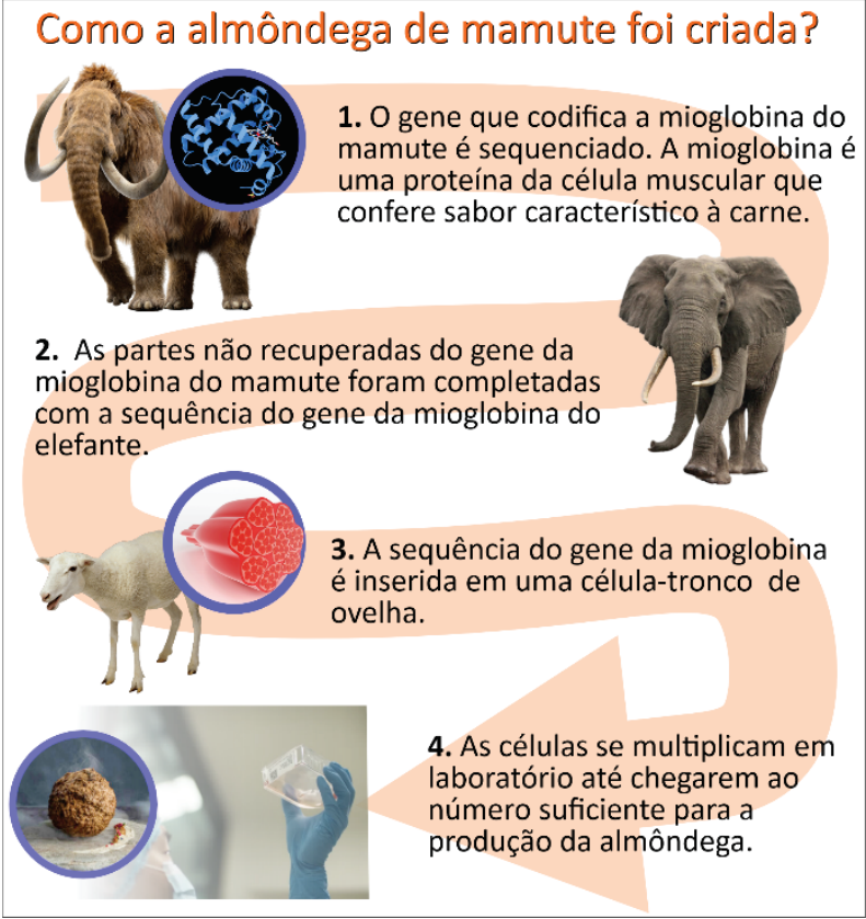 Infográfico intitulado "Como a almôndega de mamute foi criada?", detalhando quatro etapas: 1. O gene que codifica a mioglobina do mamute é sequenciado; 2. Partes não recuperadas foram completadas com o gene do elefante; 3. A sequência é inserida em célula-tronco de ovelha; 4. As células se multiplicam em laboratório até o número suficiente para a produção da almôndega.