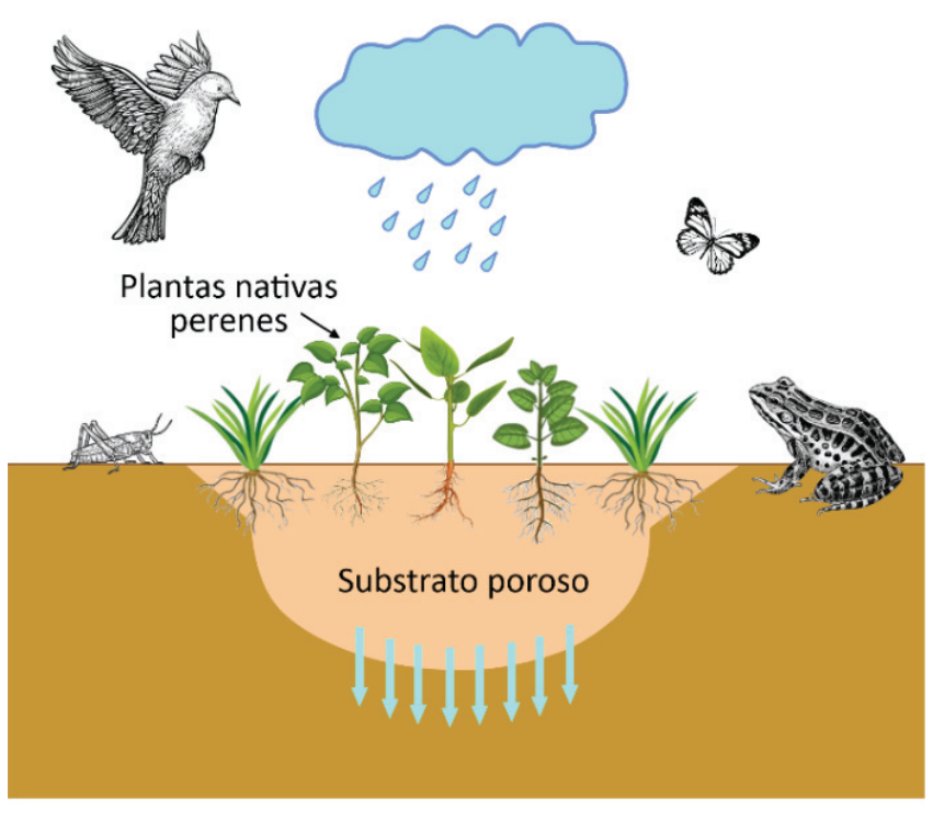 Esquema ilustrativo de um jardim de chuva mostrando a precipitação a partir de uma nuvem, animais ao redor (pássaro, borboleta, grilo e sapo), plantas nativas perenes com raízes fasciculadas e pivotantes em um substrato poroso, e setas apontando para baixo indicando a infiltração de água no solo.
