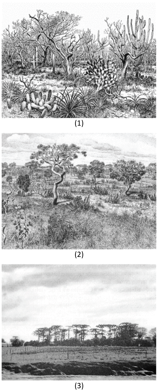 Três gravuras numeradas de (1) a (3) representando paisagens brasileiras: em (1), vegetação de Caatinga com cactáceas e arbustos secos e espinhosos; em (2), paisagem de Cerrado com árvores de troncos tortuosos dispersas em estrato gramíneo-arbustivo; em (3), bosque de pinheiros-do-paraná (Araucaria angustifolia) alinhados ao fundo de um campo aberto.