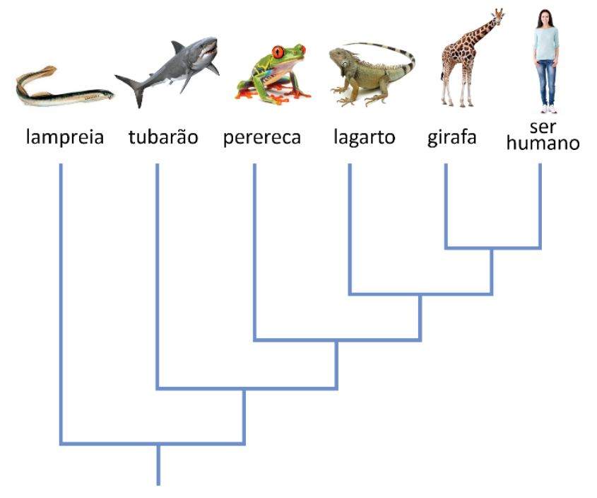 F1 Cladograma representando relações filogenéticas entre vertebrados: lampreia, tubarão, perereca, lagarto, girafa e ser humano. A lampreia é o grupo mais basal, seguida sucessivamente por nós que separam o tubarão, a perereca, o lagarto, e no ramo terminal mais apical estão girafa e ser humano como grupos irmãos.