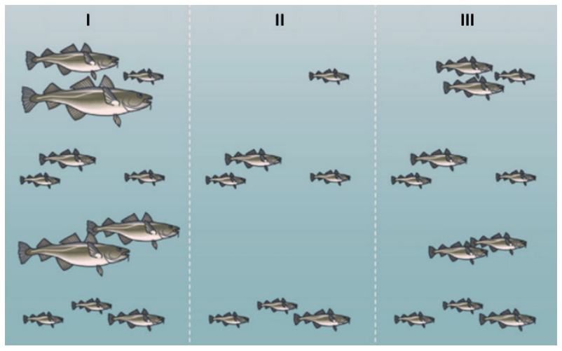 Três painéis lado a lado divididos por linhas pontilhadas, representando os momentos I, II e III de uma população de peixes: no momento I (antes da pesca), há peixes adultos de tamanhos grande, médio e pequeno; no momento II (logo após a pesca), restam apenas peixes pequenos e médios, sem nenhum exemplar grande; no momento III (após alguns ciclos de reprodução), a quantidade de peixes aumenta novamente, porém com indivíduos apenas de portes médio e pequeno.