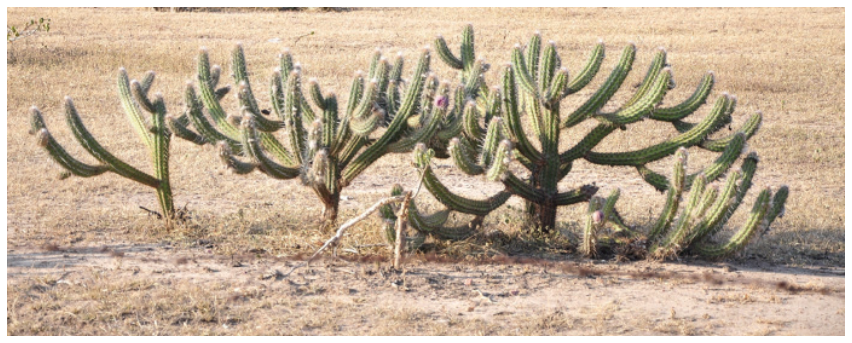 Fotografia de exemplares de cacto xiquexique em vegetação rasteira e seca da Caatinga.