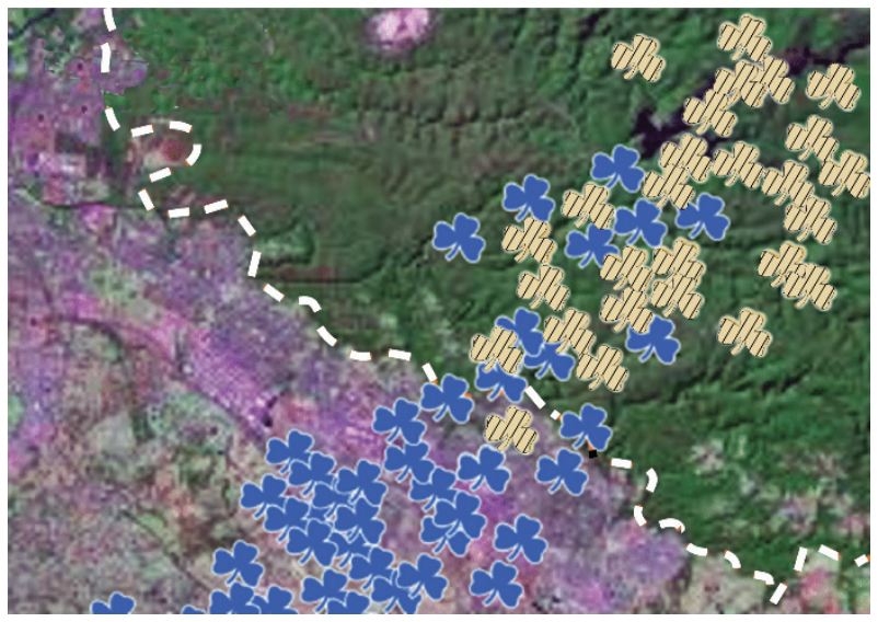 Imagem de satélite ilustrando a distribuição de trevos azuis (sem defesa química) e amarelos (com defesa química) ao longo da transição entre a área urbanizada (rosa) e a florestal (verde), delimitadas por uma linha tracejada branca.