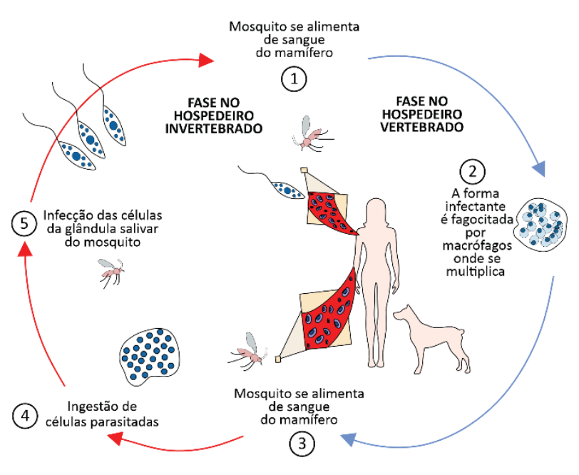 Esquema ilustrando o ciclo da leishmaniose com setas circulares indicando as etapas de 1 a 5 entre a fase no hospedeiro vertebrado (humano e cão) e a fase no hospedeiro invertebrado (mosquito).