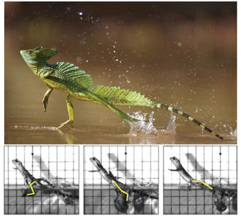 F1 Fotografia colorida de um lagarto Basiliscus correndo sobre a superfície da água e três imagens sequenciais em preto e branco sobre fundo quadriculado destacando o movimento articular de sua pata ao atingir a água.