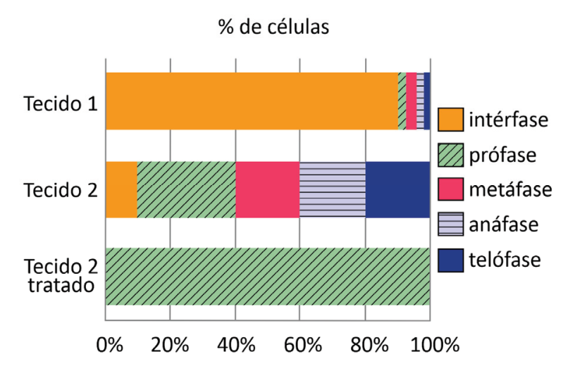 Gráfico de barras horizontais intitulado "% de células", mostrando no eixo horizontal a porcentagem de 0% a 100% (com divisões a cada 20%). A barra "Tecido 1" apresenta a grande maioria (cerca de 90%) em intérfase, e pequenas frações em prófase, metáfase, anáfase e telófase. A barra "Tecido 2" apresenta cerca de 10% em intérfase, 30% em prófase, 20% em metáfase, 20% em anáfase e 20% em telófase. A barra "Tecido 2 tratado" apresenta 100% das células em prófase. A legenda à direita identifica: retângulo laranja para intérfase, retângulo verde hachurado na diagonal para prófase, retângulo vermelho para metáfase, retângulo lilás hachurado na horizontal para anáfase e retângulo azul-escuro para telófase.
