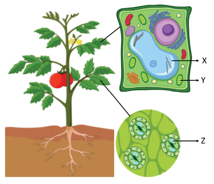 Ilustração de um tomateiro com raiz, folhas, flores e frutos. Duas setas partem das folhas para ampliações: a superior representa uma célula vegetal, indicando com setas as estruturas X (vacúolo) e Y (cloroplasto); a inferior representa a epiderme foliar vista ao microscópio, indicando com uma seta a estrutura Z (estômato / células-guarda).
