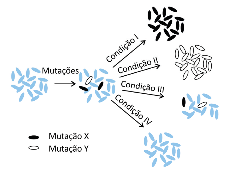 Esquema ilustrando uma população inicial de bactérias em azul que sofre mutações, gerando indivíduos com Mutação X (pretos) e Mutação Y (brancos). A partir dessa população mista, quatro setas indicam o resultado sob quatro condições diferentes: a Condição I resulta exclusivamente em bactérias com Mutação X; a Condição II resulta exclusivamente em bactérias com Mutação Y; a Condição III mantém uma população mista com predomínio de bactérias originais (azuis) e algumas mutantes (pretas e brancas); e a Condição IV resulta exclusivamente em bactérias originais (azuis).