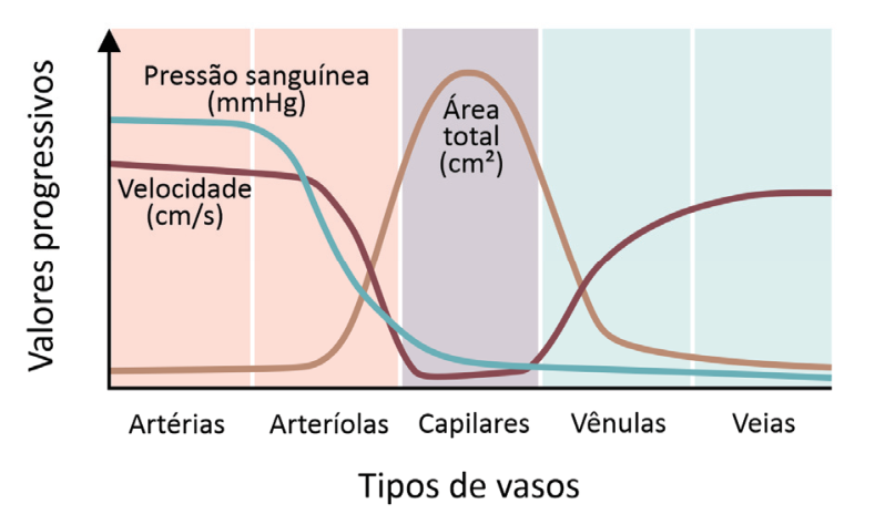 Gráfico comparativo da variação dos valores de pressão sanguínea, velocidade e área total em relação aos tipos de vasos: artérias, arteríolas, capilares, vênulas e veias. A curva de pressão sanguínea (linha azul) decai fortemente nas arteríolas e atinge níveis mínimos e estáveis a partir dos capilares; a velocidade (linha bordô) decai nas arteríolas, atinge um valor mínimo na região dos capilares e volta a subir nas vênulas e veias; a área total (linha marrom-clara) tem um pico na região dos capilares e valores baixos nos demais vasos.