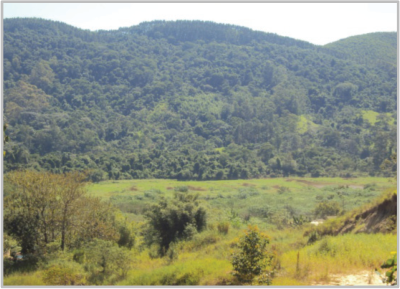 Fotografia de um vale com ampla cobertura florestal densa cobrindo os morros ao fundo e vegetação rasteira/campo em primeiro plano.
