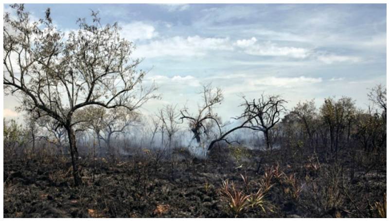 Fotografia de uma área de Cerrado após a passagem de queimada controlada, mostrando vegetação rasteira queimada, solo coberto de cinzas escuras, árvores retorcidas típicas do bioma e fumaça residual dispersa ao fundo.