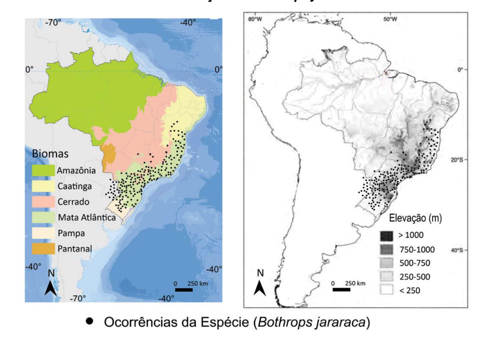 Dois mapas da distribuição da serpente Bothrops jararaca no Brasil: o da esquerda sobreposto aos biomas brasileiros (Amazônia, Caatinga, Cerrado, Mata Atlântica, Pampa e Pantanal) e o da direita sobreposto às faixas de elevação do relevo (< 250 m até > 1000 m). Pontos pretos indicam ocorrências da espécie concentradas predominantemente na faixa leste e sul, sobre a Mata Atlântica e áreas de altitude elevada.