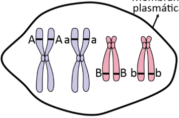 Esquema delimitado por uma membrana indicada como “Membrana plasmática”, contendo quatro cromossomos duplicados: dois lilases, com as cromátides identificadas, respectivamente, por A e A e por a e a; e dois rosas, com as cromátides identificadas, respectivamente, por B e B e por b e b.